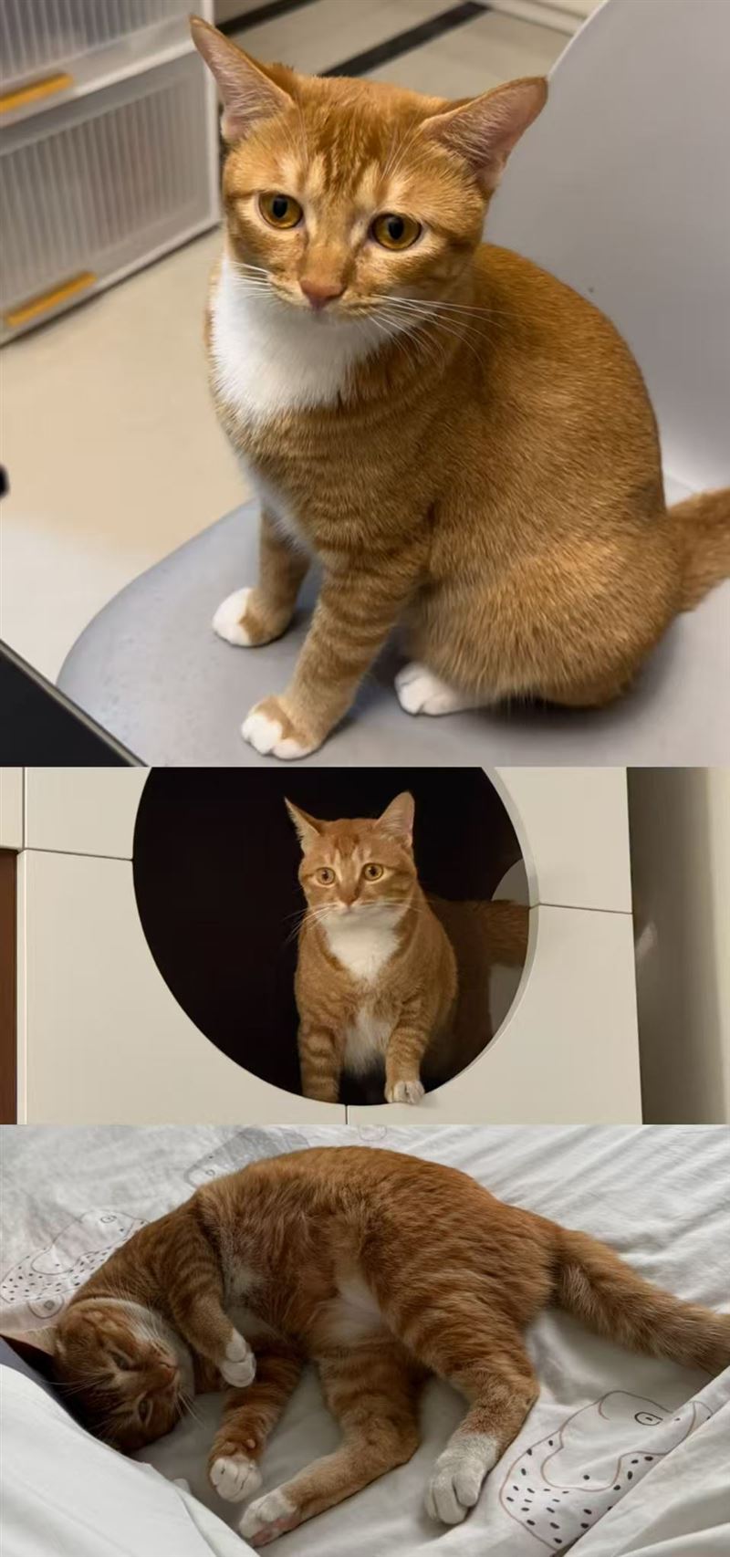 寻这两只小猫的信息