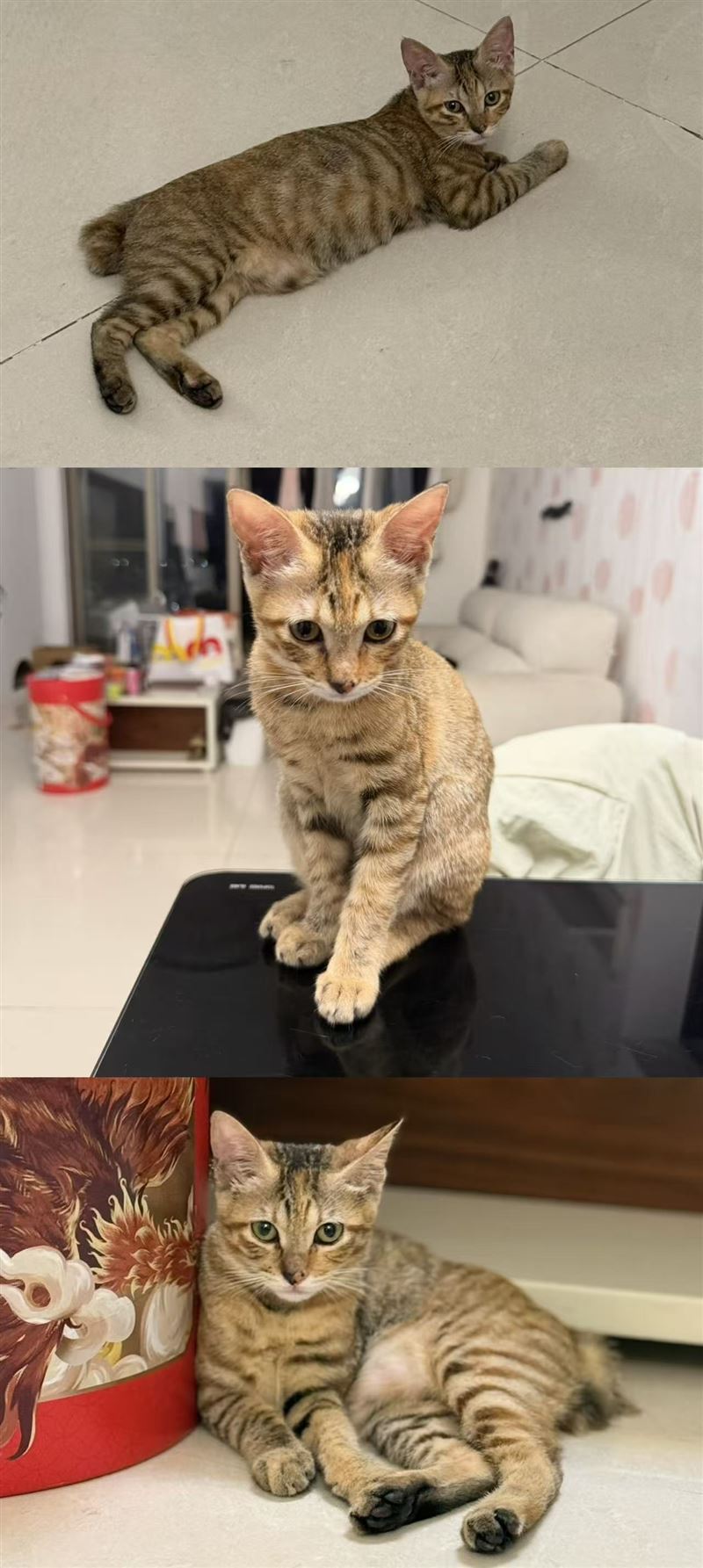 寻这两只小猫的信息